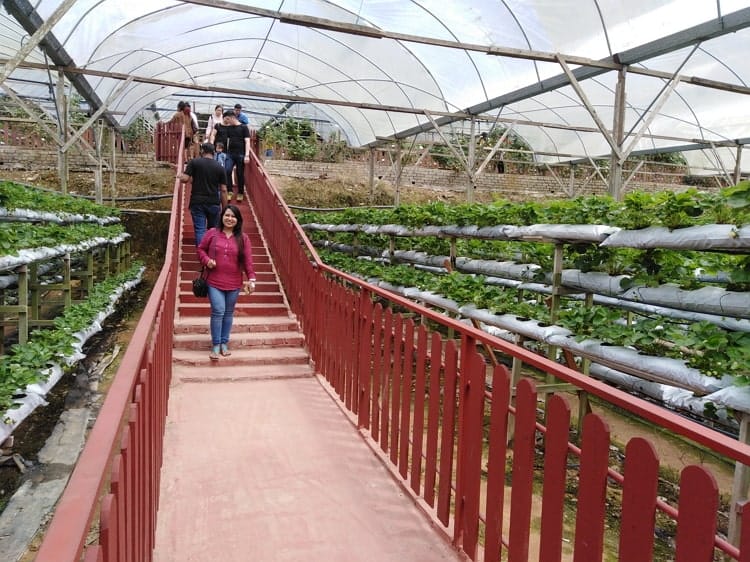 Genting Strawberry Leisure Farm, travelers attraction in Genting Highlands