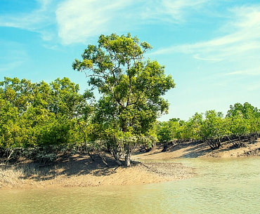 Visit The Mangrove Forest Sundarbans Tourist Spot In Bangladesh