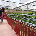 Genting Strawberry Leisure Farm, attraction in Genting Highlands