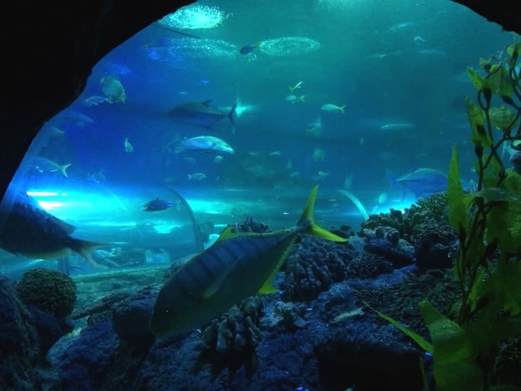 Underwater world in Aquarium, Pattaya