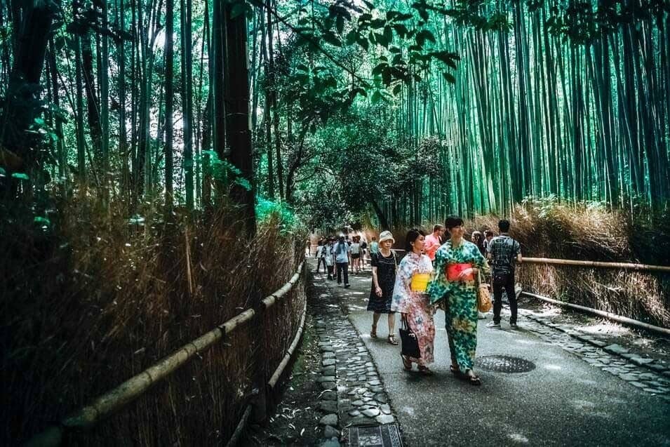 The most popular bamboo forest in Japan